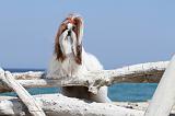 SHIH TZU 045